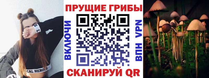 Галлюциногенные грибы Psilocybe Дорогобуж